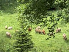selbst entsteht
